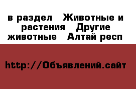  в раздел : Животные и растения » Другие животные . Алтай респ.